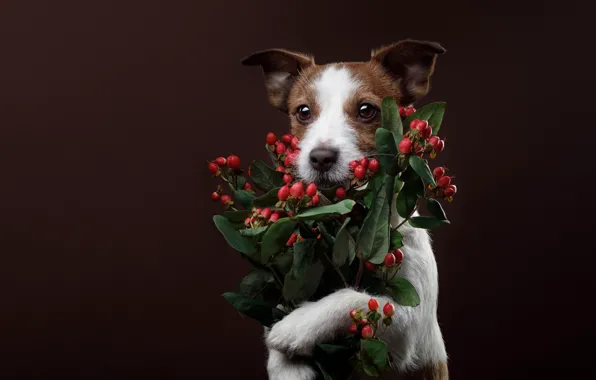Picture background, dog, bouquet, congratulations