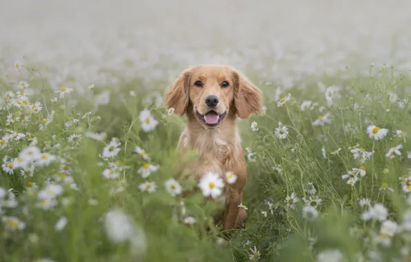 Nature, each, dog
