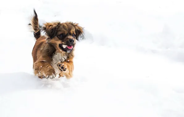Winter, snow, dog, puppy