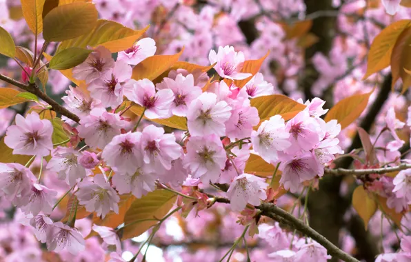 Picture branches, cherry, spring, flowering, flowers, cherry blossoms