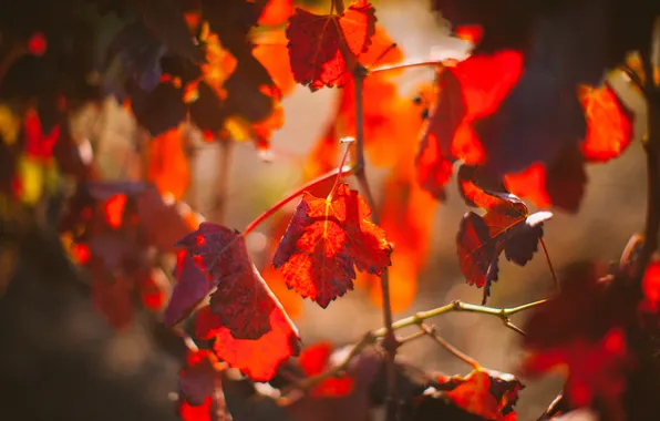 Picture leaves, tree, branch, red