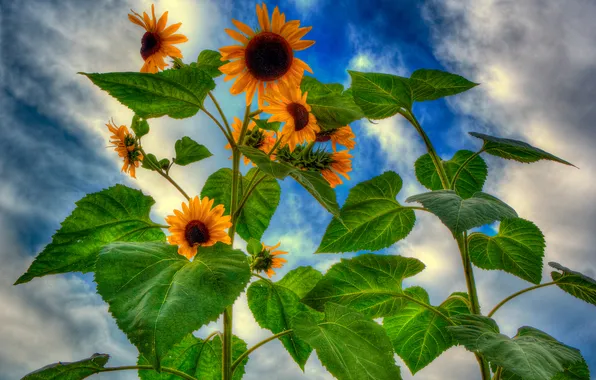 The sky, leaves, clouds, flowers, sunflower, petals