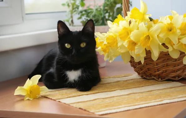 Picture cat, cat, flowers, yellow, basket, black, window, muzzle