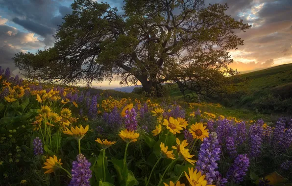 Flowers, tree, meadow, lupins, Washington State, balsamorhiza, Columbia Hills State Park, Washington