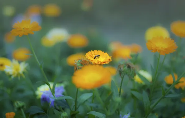 Picture summer, flowers, bee, yellow, insect, flowerbed, calendula