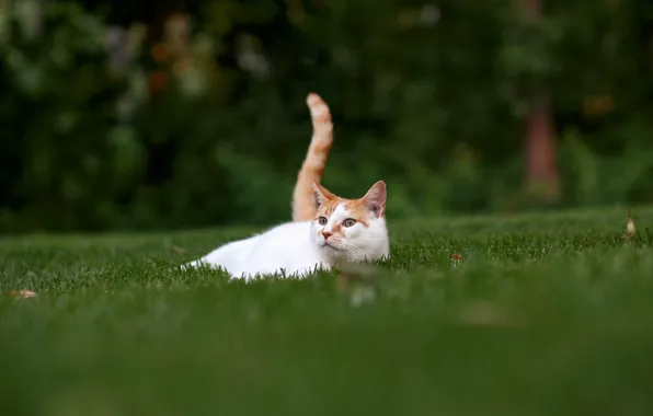 Picture cat, grass, stay, tail, lawn, cat