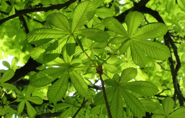 Greens, leaves, chestnut, spring 2018, Mamala ©