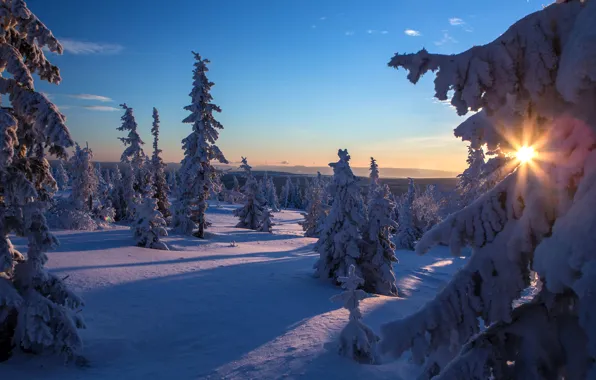Winter, the sky, the sun, rays, snow, trees, spruce