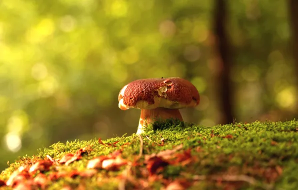 Picture autumn, forest, mushrooms