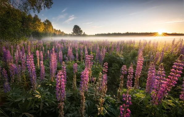 Field, forest, the sky, the sun, flowers, fog, dawn, morning