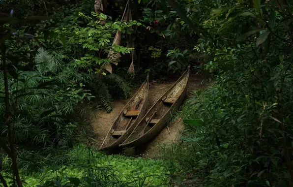 Picture forest, nature, boats, jungle, Canoeing
