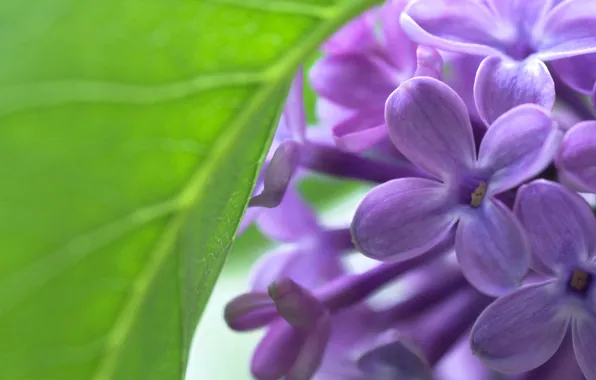 Macro, flowers, sheet, spring, Lilac