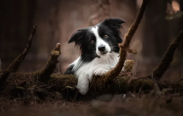 Nature, dog, the border collie
