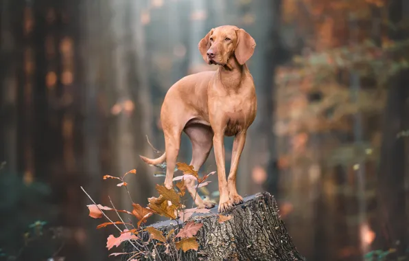 Picture autumn, look, pose, stump, dog, brown, the Weimaraner