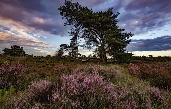 Field, trees, flowers, pine, Heather