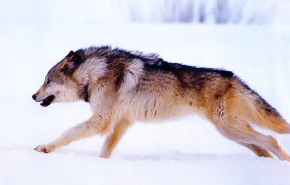 Nature, predator, animal, wolf, wildlife, portrait, portrait., Canis lupus. face