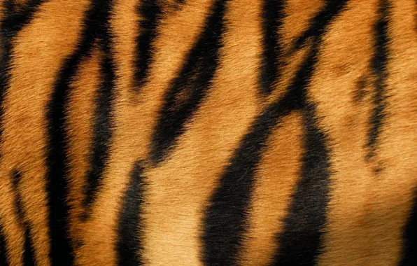 Picture tiger, strip, wool, fur