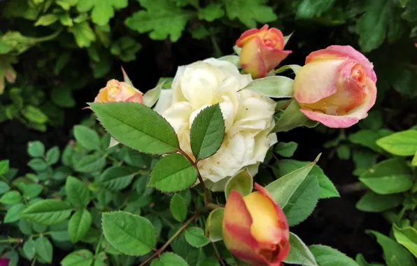 Flowers, bouquet, Roses, Paint
