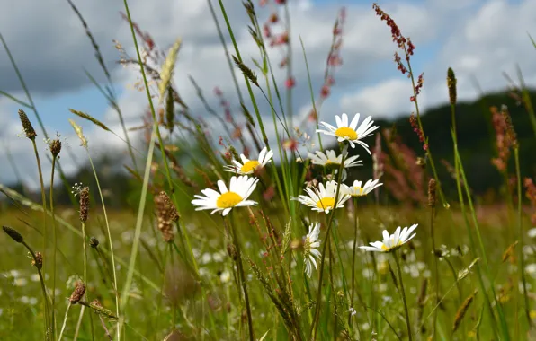 Field, summer, the sky, grass, clouds, flowers, glade, chamomile