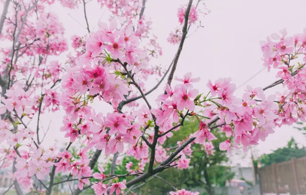 Branches, spring, Sakura, flowering, pink, blossom, sakura, cherry