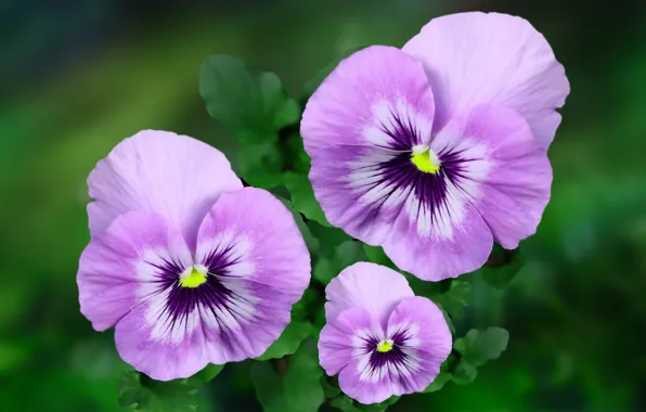 Leaves, flowers, pink, flowers, Pansy, trio, green background, lilac