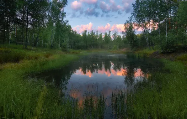 Picture forest, trees, landscape, nature, lake, dawn, morning, Alexey Bagaryakov