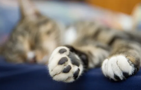Picture cat, macro, paws