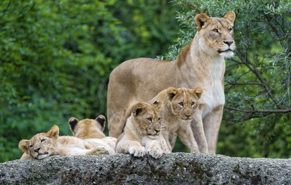 Cats, stone, family, the cubs, lioness, ©Tambako The Jaguar