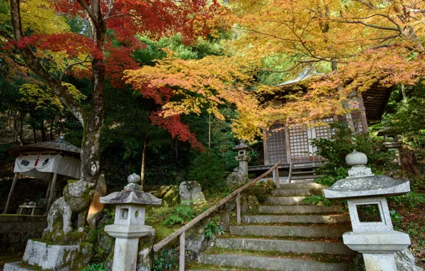 Nature, Autumn, Trees, Japan, Ladder, Temple, Gohodo