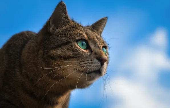 Picture the sky, cat, look, portrait, muzzle, cat