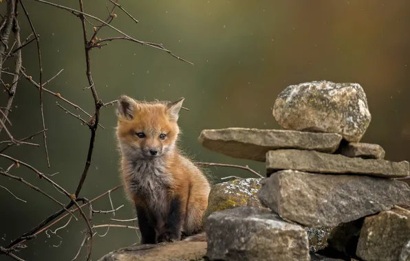 Picture branches, stones, Fox, Fox