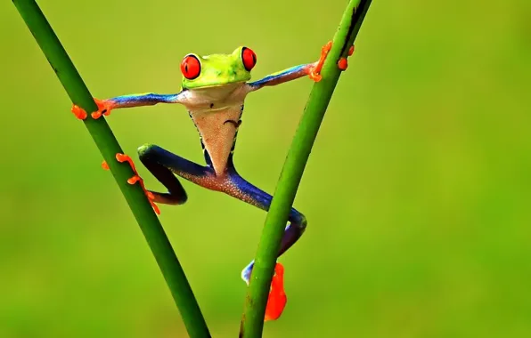 Picture branches, Frog, treefrog