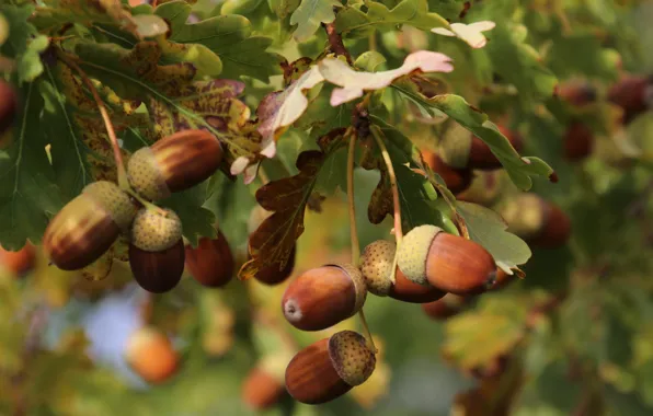 Nature, tree, Autumn, Park, Foliage, Acorns, Oak