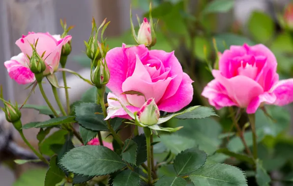 Leaves, Bush, roses, petals, Bud