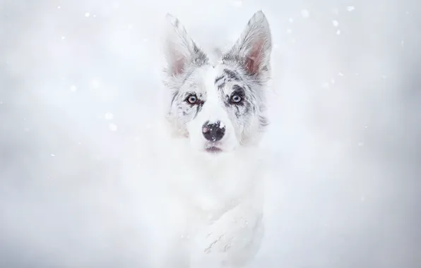 Winter, snow, paw, dog