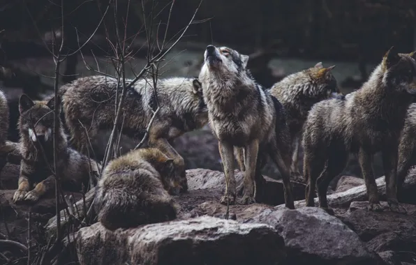 Animal themes, group of animals, wolf pack on rock formation