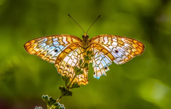 Macro, light, butterfly, plant, green background, yellow, bokeh