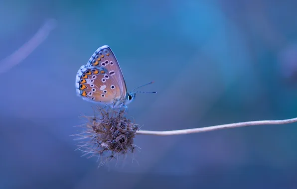 Picture flower, background, butterfly