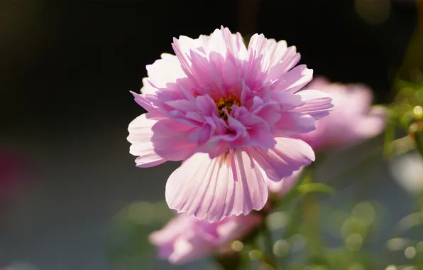 Picture flower, pink, kosmeya, Terry