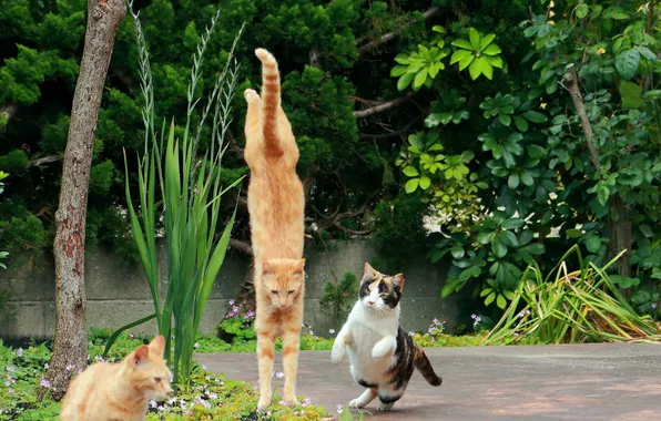 Picture jump, cats, the situation, garden
