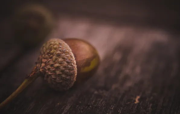 Picture macro, table, acorn