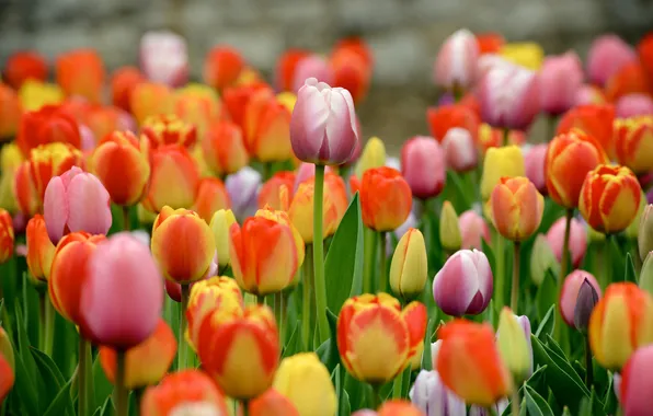 Leaves, stem, tulips