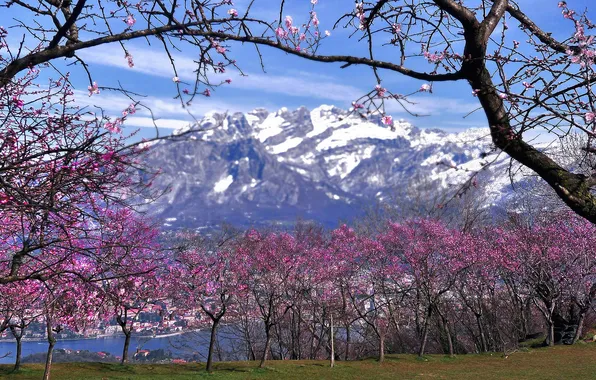 Snow, trees, mountains, spring, Italy, flowering, Lombardy, Valmadrera
