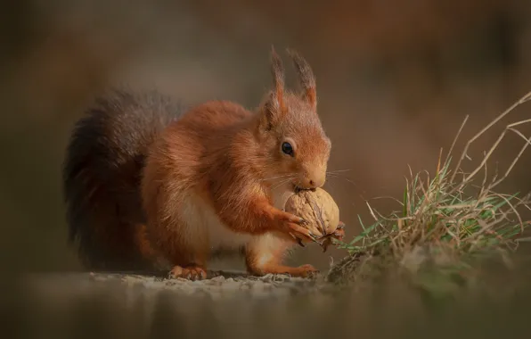 Walnut, protein, tail, red
