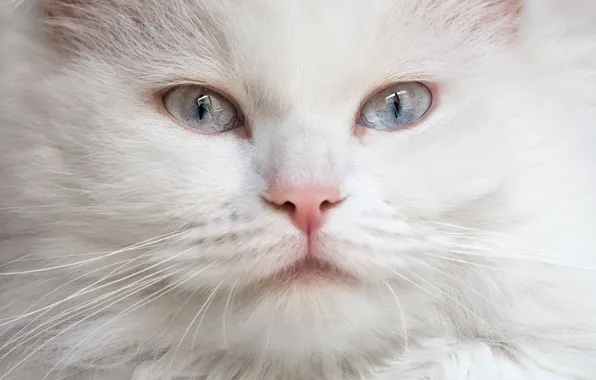 Picture cat, look, muzzle, white, blue eyes, fluffy