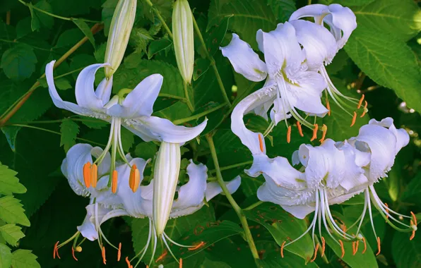 Leaves, Lily, stamens, white, buds