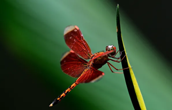 Macro, background, blur, dragonfly, a blade of grass, bokeh