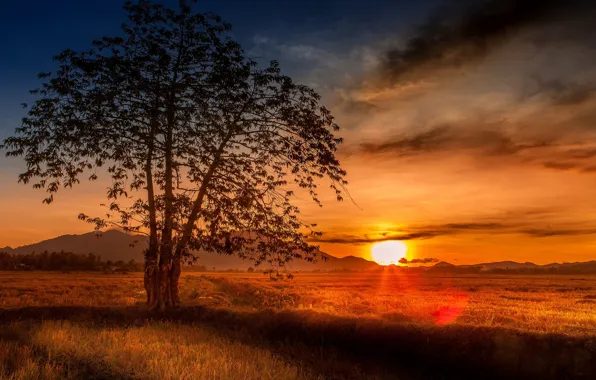 Picture field, sunset, tree, Malaysia, Malaysia