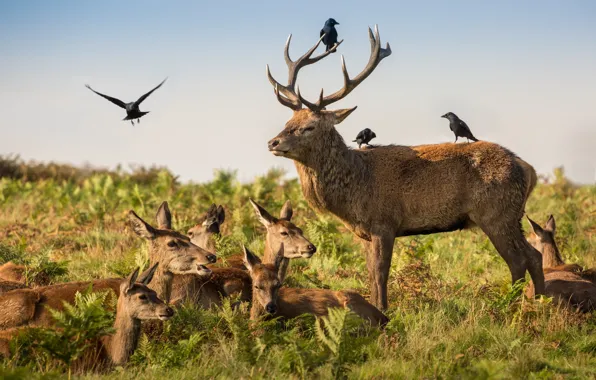 Birds, nature, deer