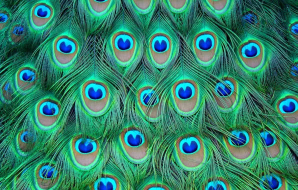 Colored, feathers, peacock